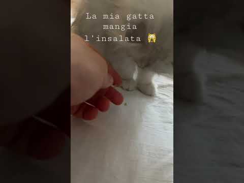 Nemmeno i gatti sono più di una volta