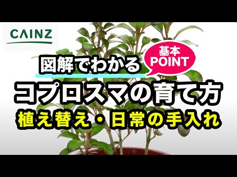 コフィキサルス・オルナトゥス