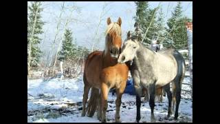 reel de mattawa.avi