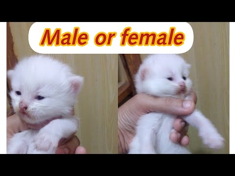 how to know cat male or female by samina arshad