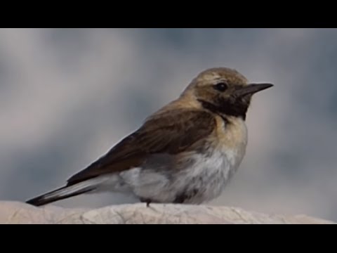 Ptice Hrvatske - Primorska bjeloguza, mužjak (Oenanthe hispanica) (Black-eared Wheatear, male) (1/1)