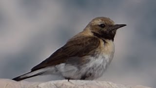 preview picture of video 'Ptice Hrvatske - Bjeloguza (Oenanthe sp.) (Birds of Croatia - Wheatear) (4/7)'