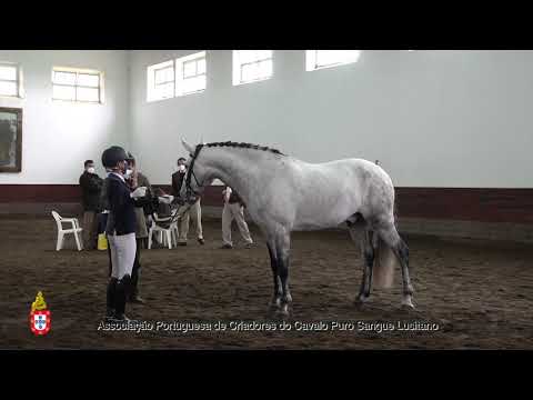 210202 8 Lampião das Faias - Aprovação de Garanhões