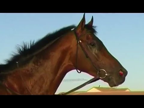 DYNASTY - Fieldspring Racing