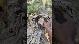 Download lagu This animal returned to its hole #birds #nest #nature #birdsong #wildlife #animals #shorts #farming mp3