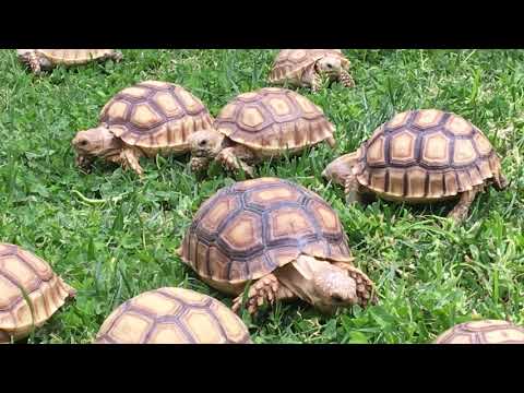 YouTube reptile video