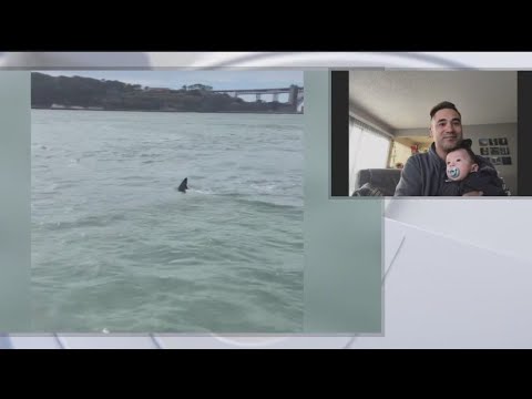 Great white shark spotted in San Francisco Bay
