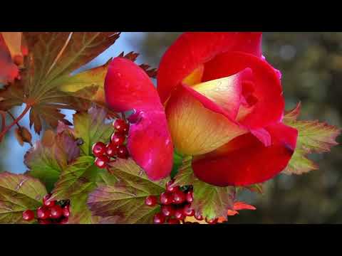 Opwekking 325 O, de glorie van uw wezen 1B