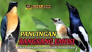 Download lagu TERBUKTI AMPUH, MERANGSANG EMOSI TLEDEKAN GUNUNG, SRDC DAN KACER mp3