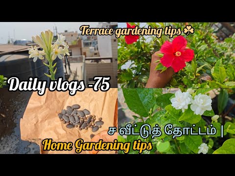 Daily vlogs -75| வீட்டுத் தோட்டம் | Terrace gardening tips| Home gardening| Sivagami gardening