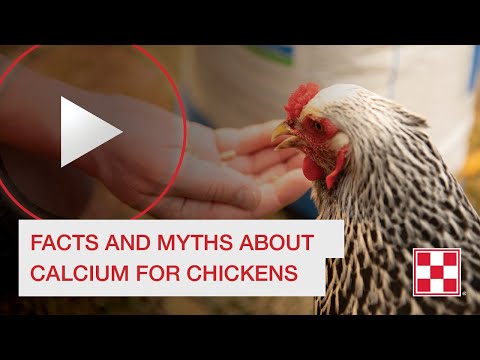 Facts and Myths about Calcium for Chickens