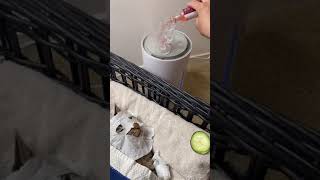 [問卦] 為什麼貓貓會想做spa？