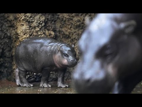 Bedrohte Tierart: Tschechischer Zoo freut sich über Zwerflusspferd-Nachwuchs