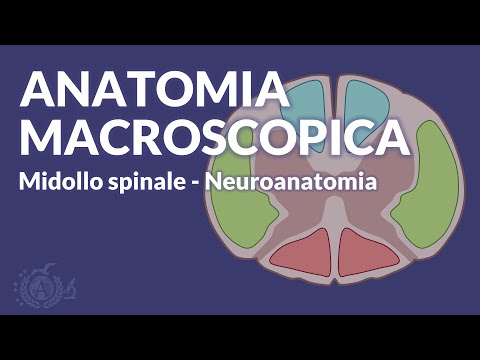 MIDOLLO SPINALE - Anatomia macroscopica - Neuroanatomia