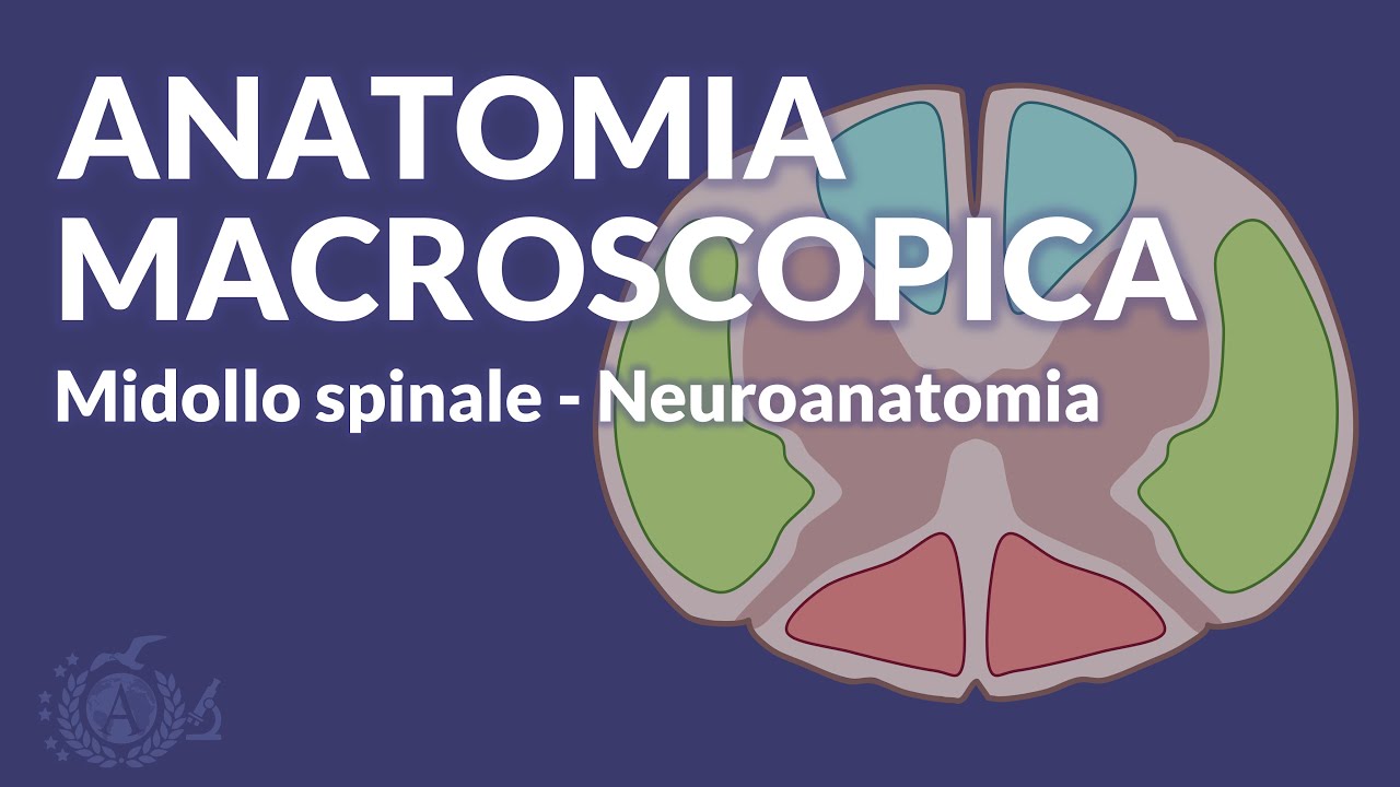 MIDOLLO SPINALE - Anatomia macroscopica - Neuroanatomia