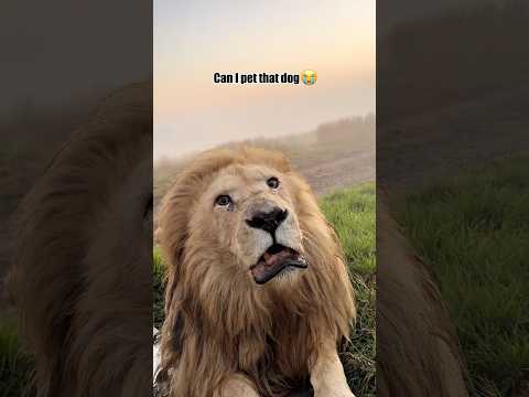 Drôle de lion 🦁