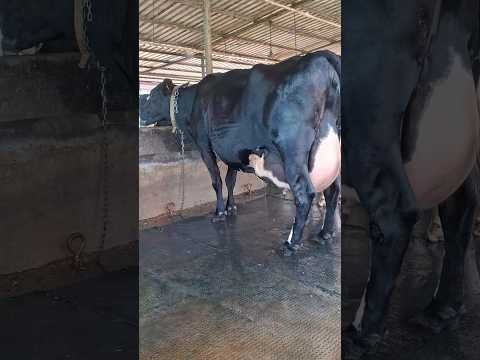 Best hf cow