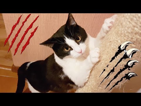 How to train your cat not to scratch furniture