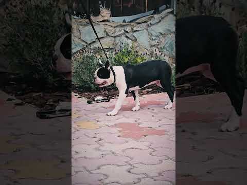 Boston Terrier puppy for sale