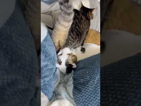 youtube-動物記事1970/01/01 09:00:00