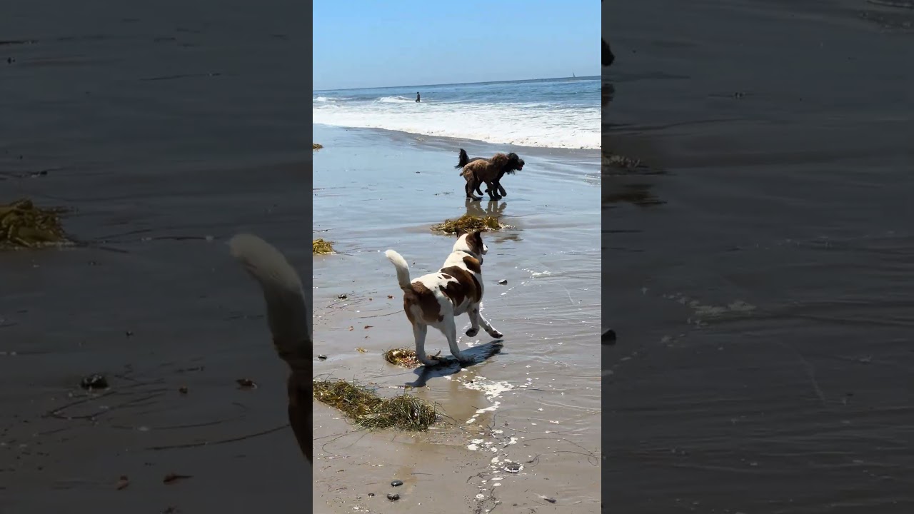 KaihaLuLu aka Lulu, an adopted Standard Poodle in Sunset Beach , CA video 1/6