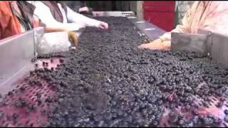 preview picture of video 'Vintastique - Wijnen uit de Bordeaux en Elzas'