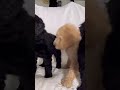 Standard Poodle dogs for sale: Twizzler❤️🐾AKC Genetic Tested❤️🐾Call 610-806-6386 - Video 1