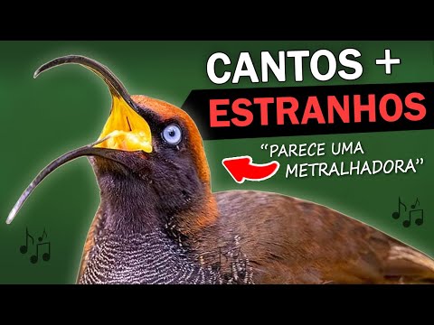 AVES com os CANTOS MAIS ESTRANHOS do MUNDO #5 | Pássaros com sons assustadores e bizarros