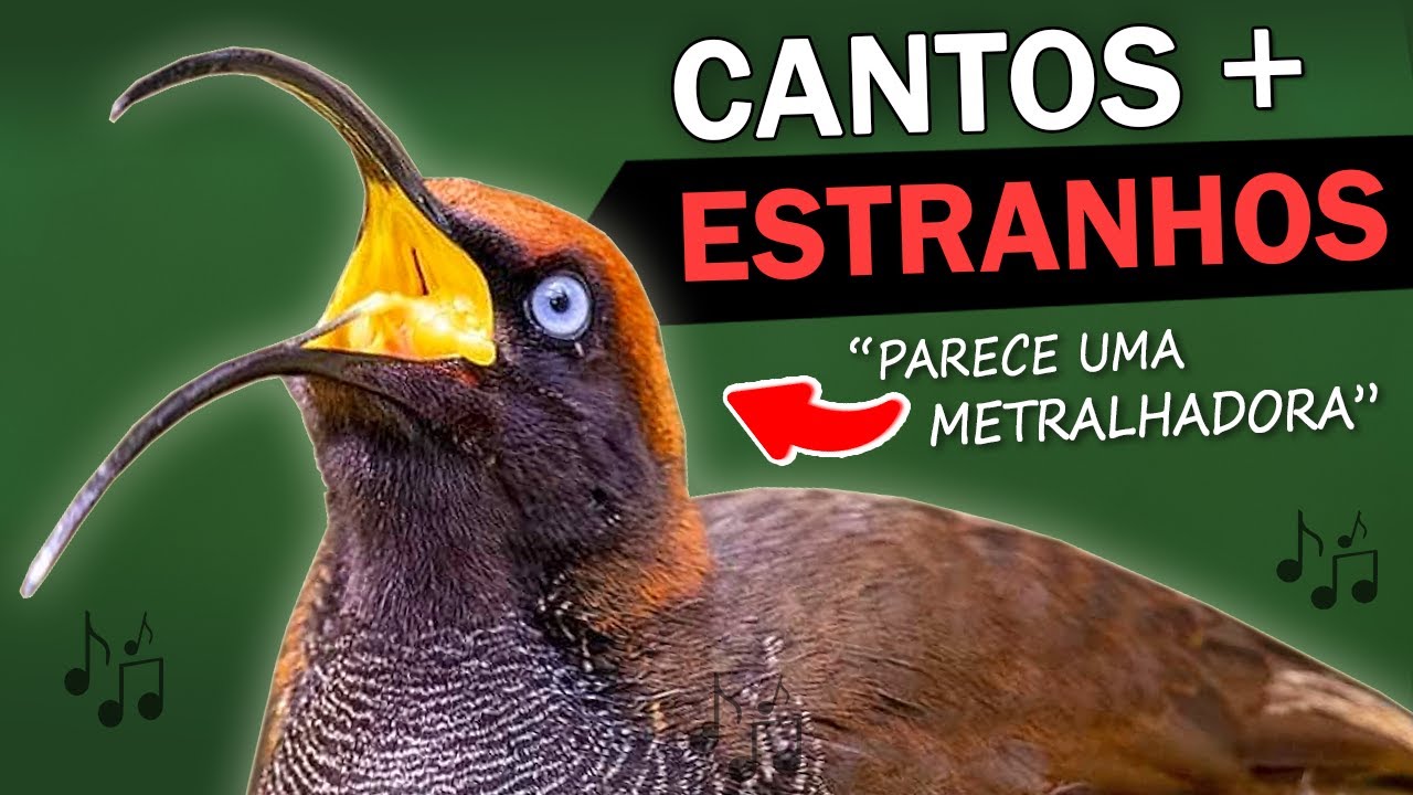 AVES com os CANTOS MAIS ESTRANHOS do MUNDO #5 | Pássaros com sons assustadores e bizarros