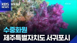 수중화원 [뉴스광장 영상] / KBS  2025.11.26.