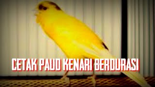 Download lagu CANARY SINGING TRAINING mp3