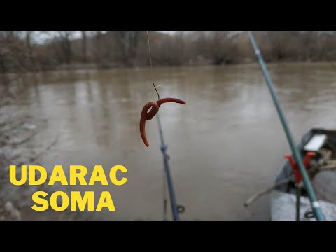 Pecanje na glistu i udarac SOMA ( FEBRUAR 2023 )