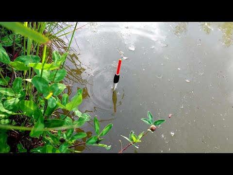 Pescuit la PLUTĂ in Balta din Grădină la Viermi si Râme - Am prins 70 pești in câteva ore 🎣