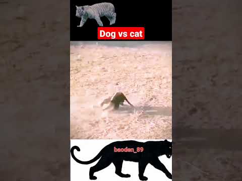 see Dog kills Cat