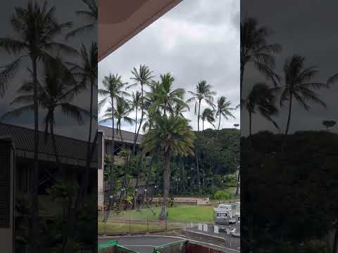 Hawaiian 🌺 Palm Trees 🌴 #shorts