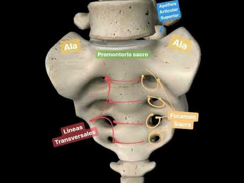 Sacral foramen #shorts