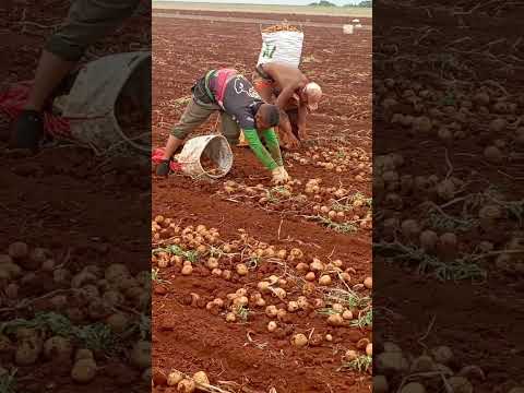 Veja como é realizada a colheita da batata #curiosidades #agro #roça