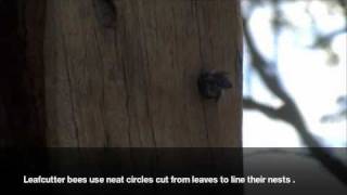 preview picture of video 'Australian Leafcutter Bee sealing nest'