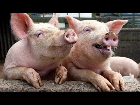 Drôles de cochons (hd) [drôles d'animaux]