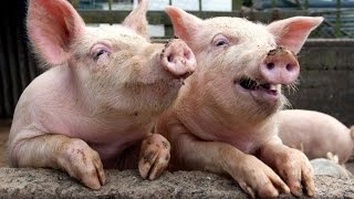 Drôles de cochons (hd) [drôles d'animaux]
