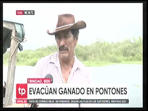 28032025 EN EL BENI EVACUAN GANADO EN PONTONES RED UNITEL