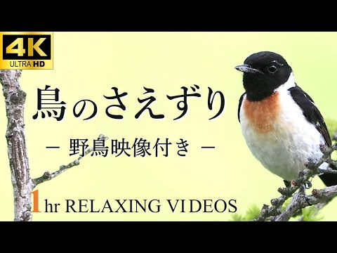 【自然音】鳥のさえずりと川のせせらぎ（癒し・リラックス効果・作業用・勉強用・睡眠BGM）natural sound 1 hour