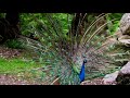 Netcher Of Forest Lovely Animal