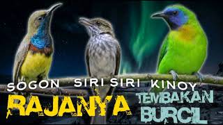 Download lagu RAJANYA TEMBAKAN BURCIL !!! SOGON - SIRI SIRI - CUCAK KINOY !! MIXING MASTERAN TERBAIK !!! mp3 Download lagu RAJANYA TEMBAKAN BURCIL !!! SOGON - SIRI SIRI - CUCAK KINOY !! MIXING MASTERAN TERBAIK !!! mp3