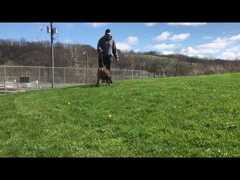 Pappy, an adopted Retriever Mix in Kittanning, PA_image-1