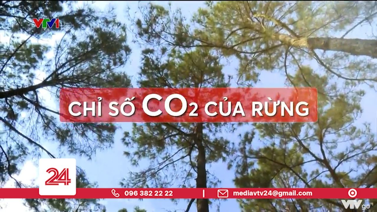 Tiêu Điểm: Chỉ số CO2 của rừng | VTV24