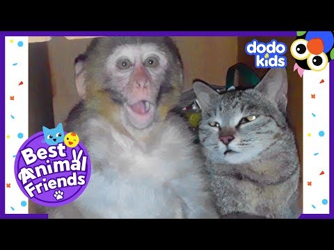 Billo The Cat Is Best Friends With A Monkey Named Avni | Dodo Kids: Best Animal Friends