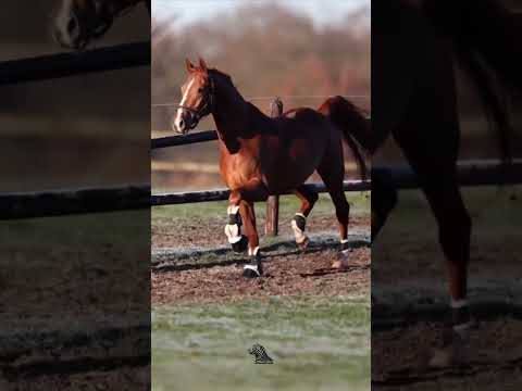 Thoroughbred Horse – The Ultimate Racing Champion 🏇🔥