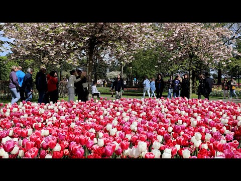 Garden of Paradise - Keukenhof 2024 - 4K