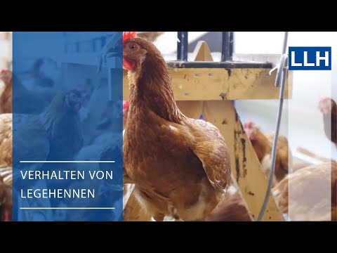 Behavior of laying hens in mobile coops